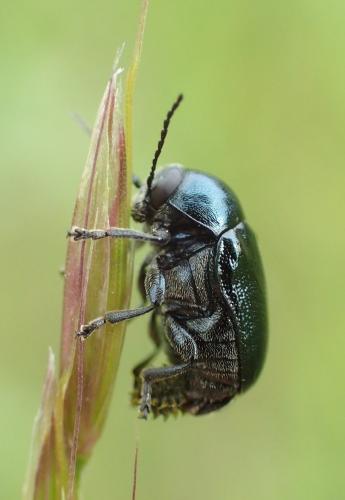 Cryptocephalus sp.